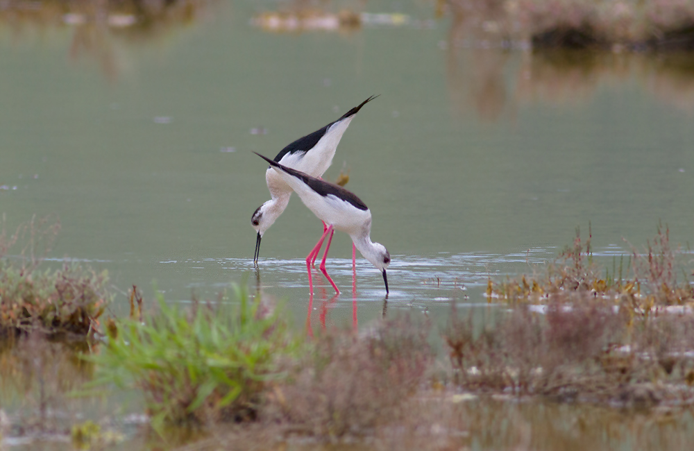 Black-winged Stilt