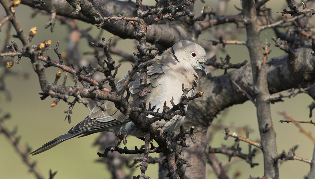 Eurasian Collared Dove
