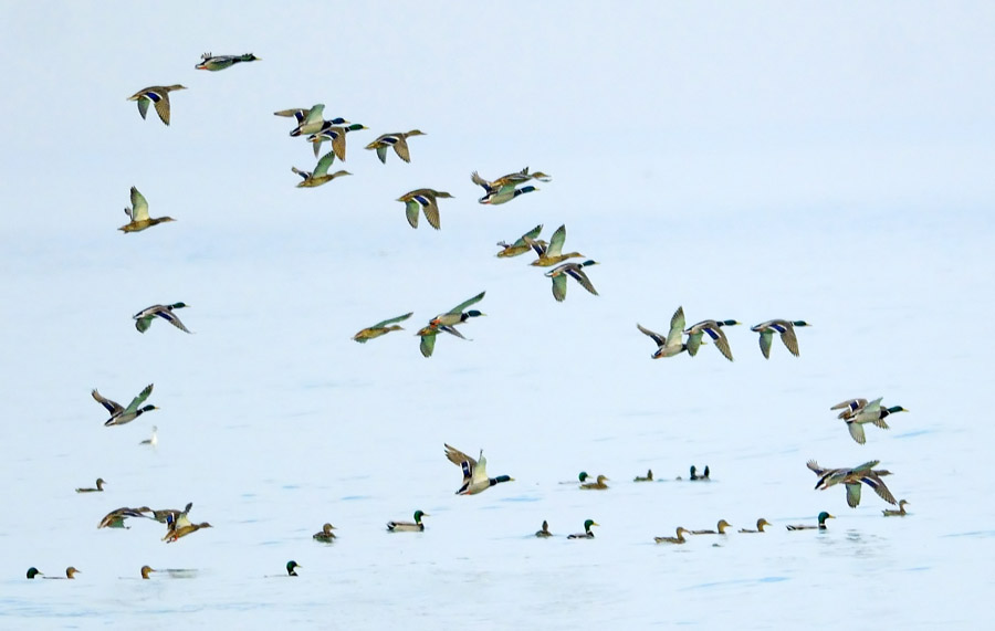 Mallard