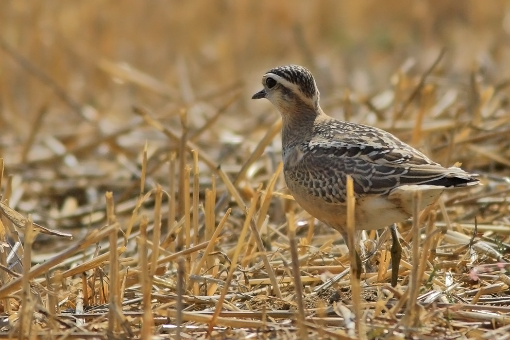 Eurasian Dotterel