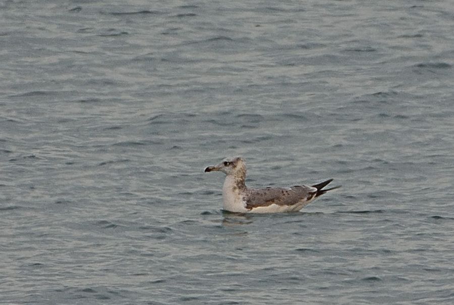 Pallas`s Gull