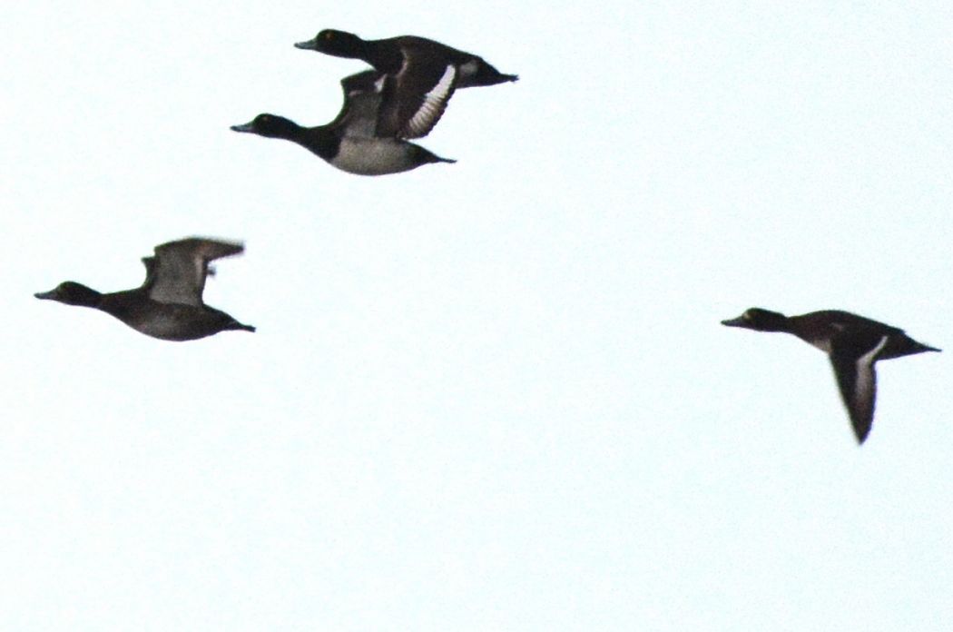 Tufted Duck