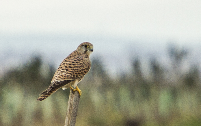 Common Kestrel