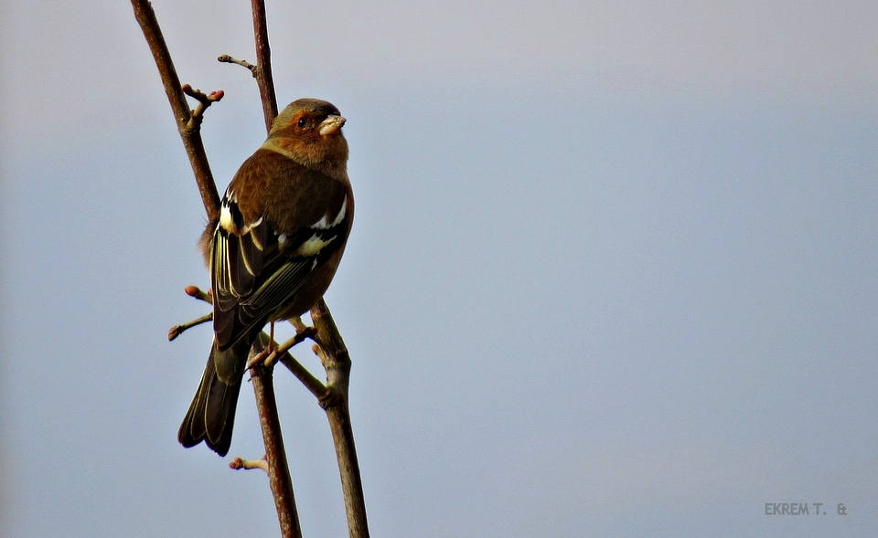 Common Chaffinch