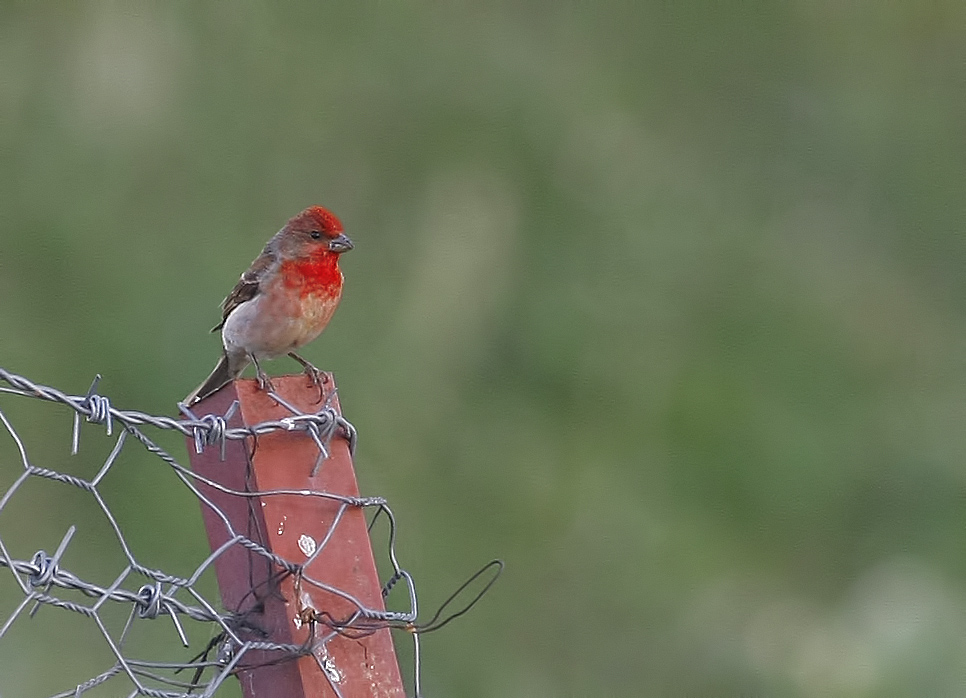 Common Rosefinch