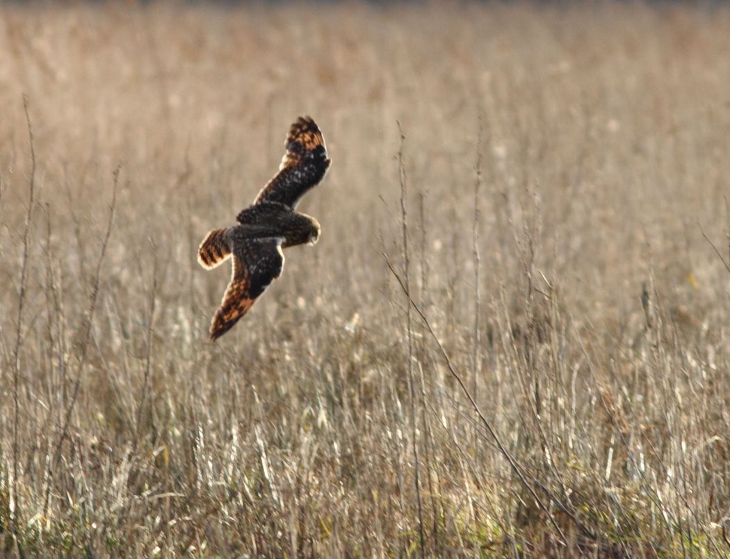 Short-eared Owl