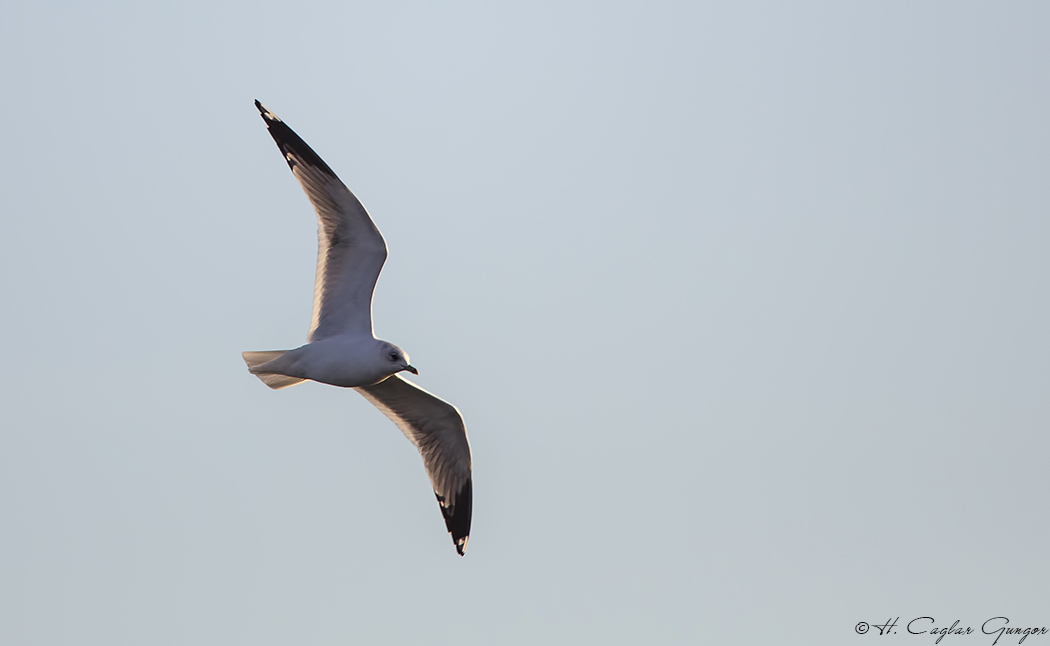 Common Gull