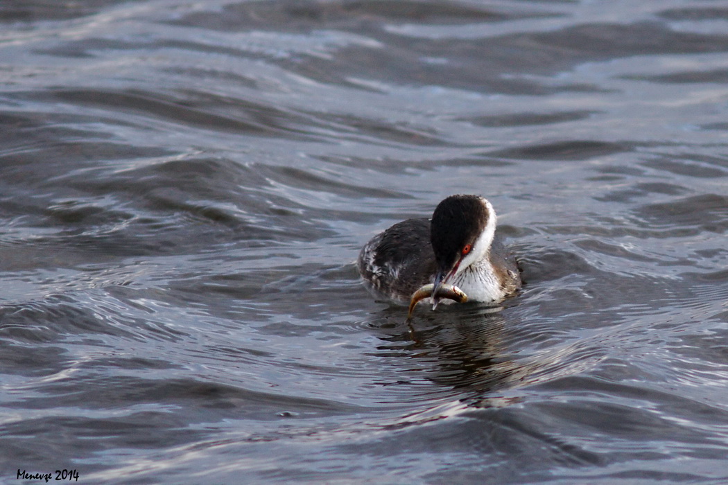Horned Grebe