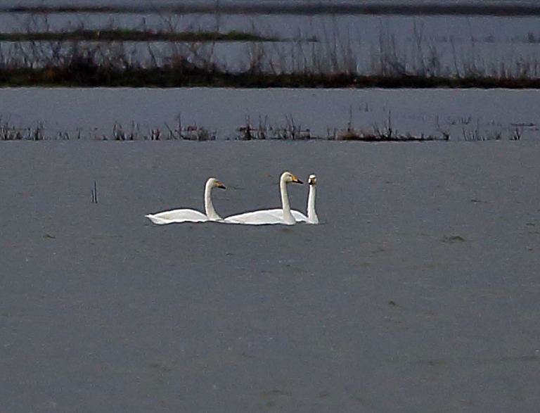 Whooper Swan