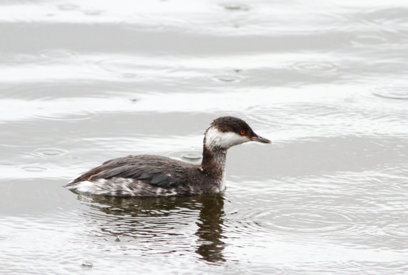 Horned Grebe
