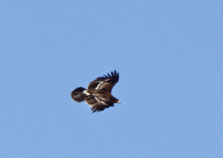 Greater Spotted Eagle