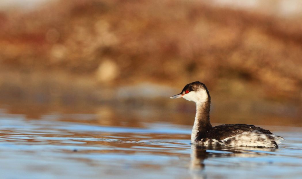 Horned Grebe