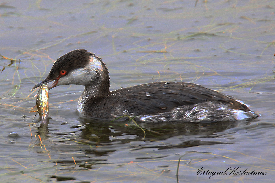Horned Grebe