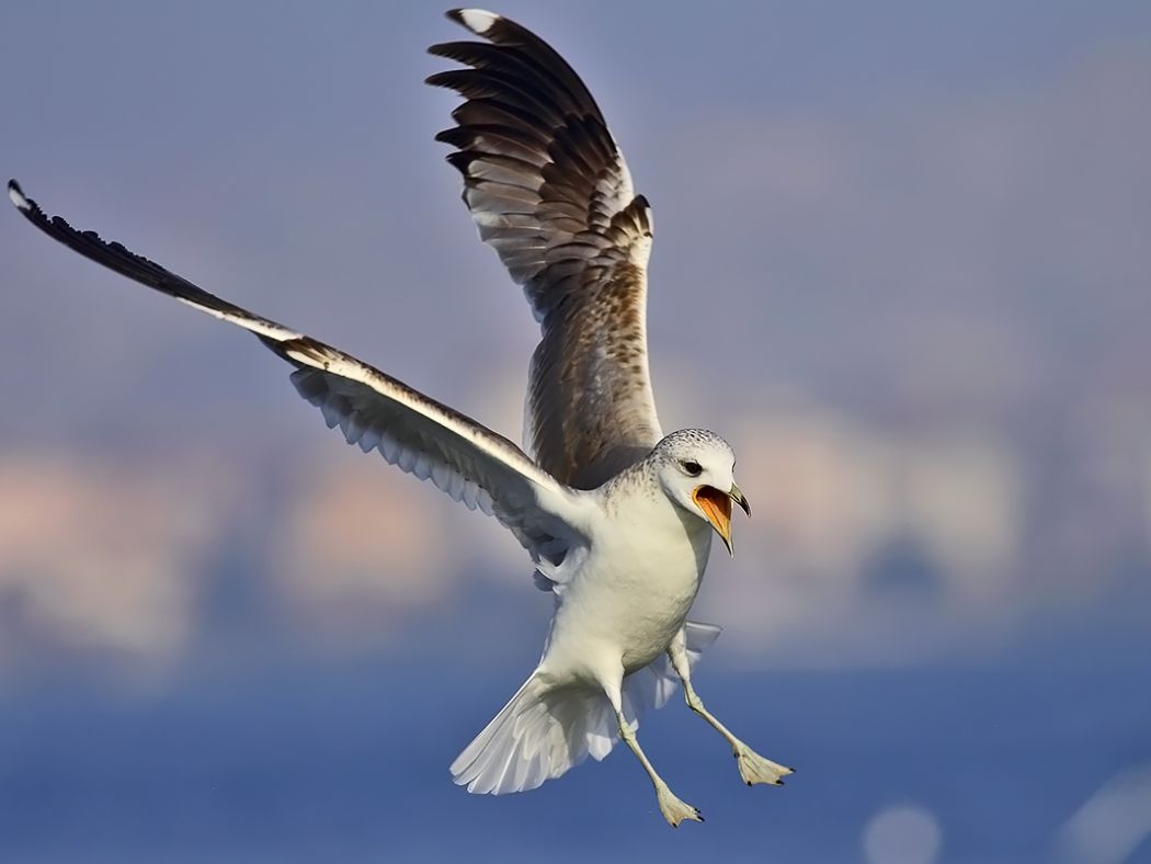 Common Gull