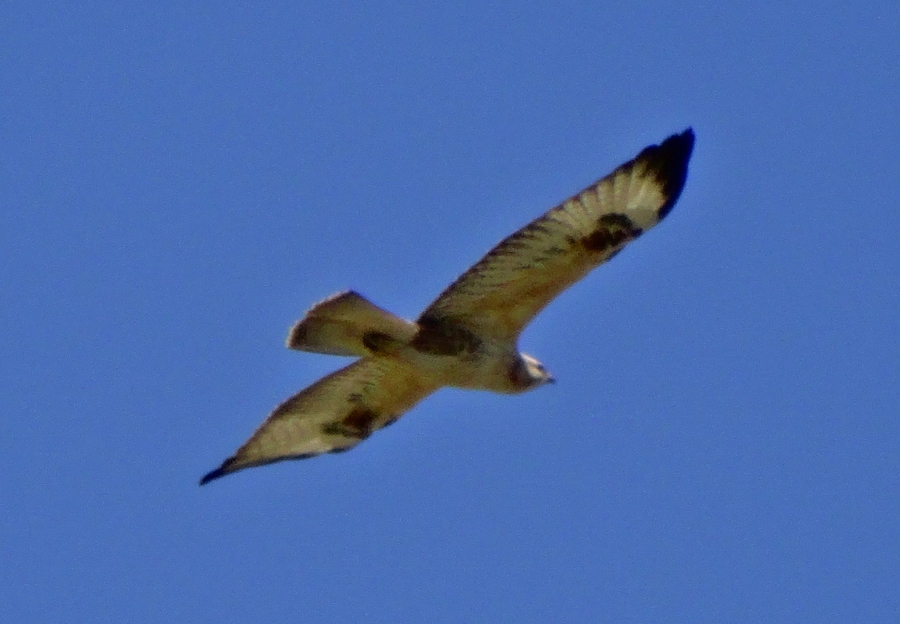 Kızıl Şahin