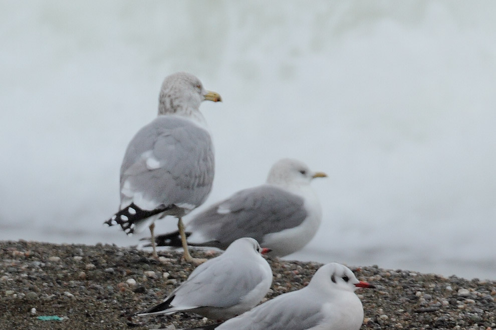 European Herring Gull