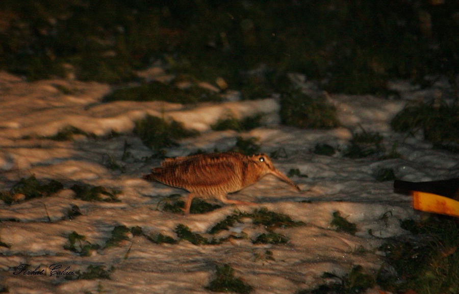Eurasian Woodcock