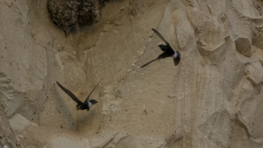Little Swift