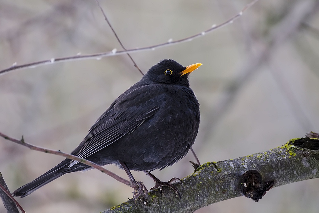 Common Blackbird