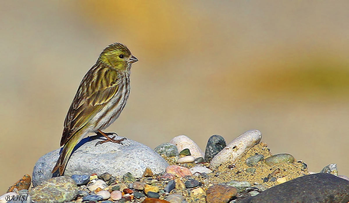 European Serin