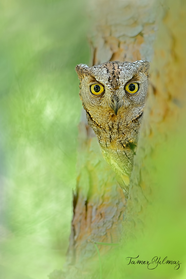 Eurasian Scops Owl