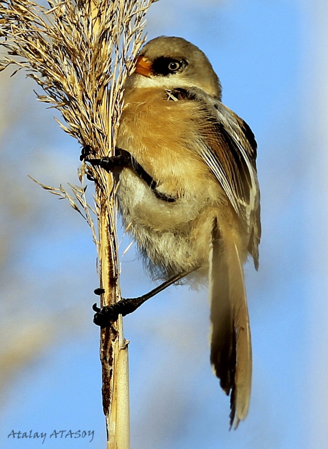 Bearded Reedling