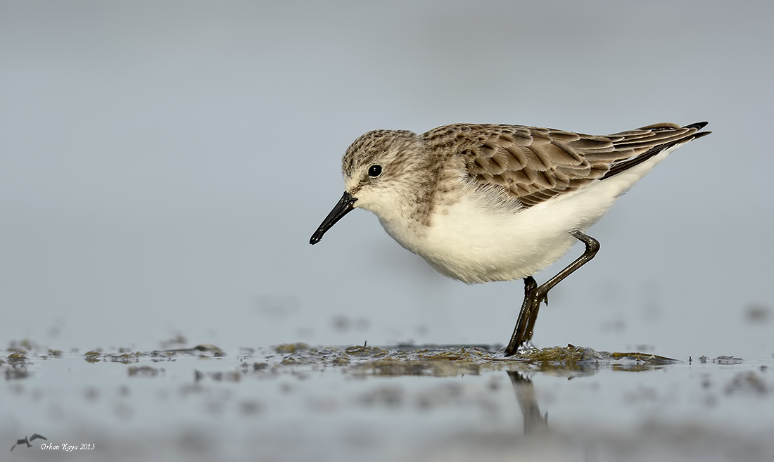 Little Stint