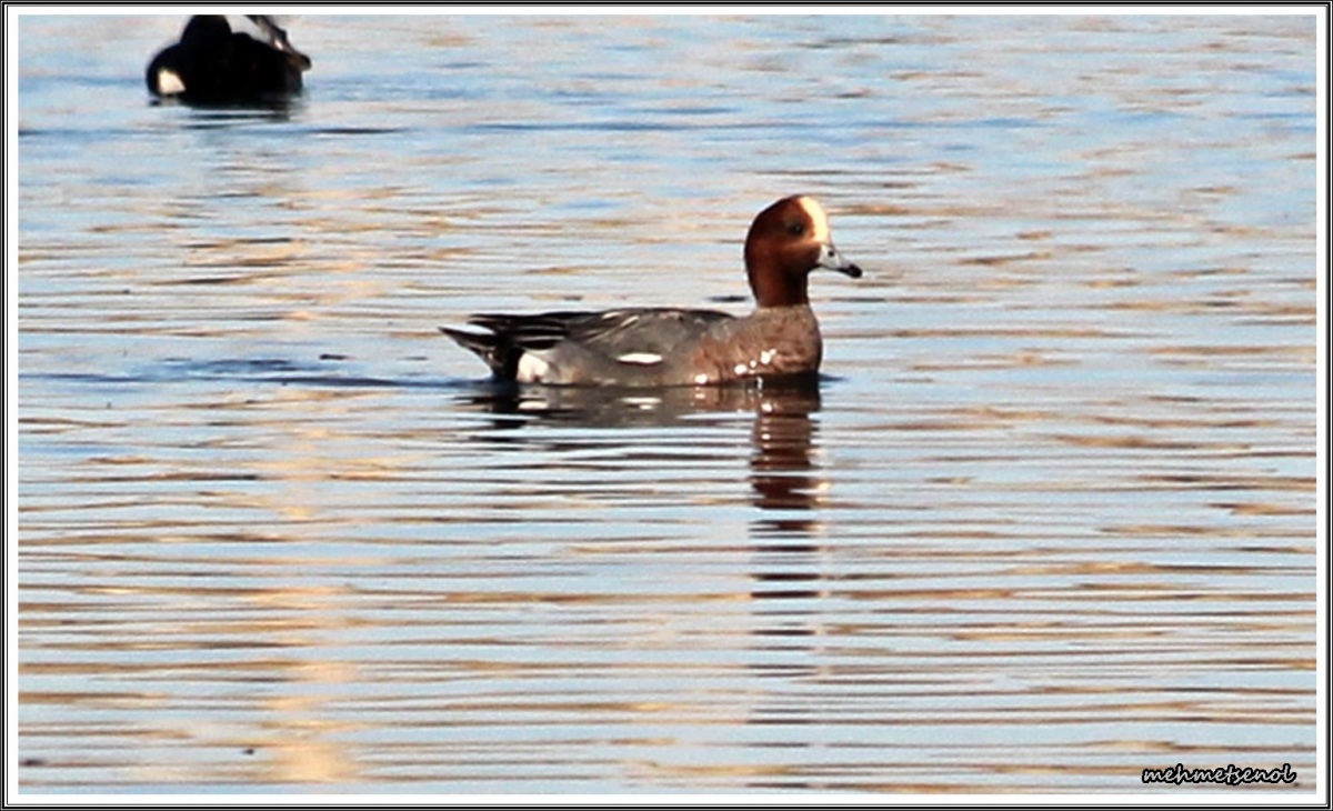 Eurasian Wigeon