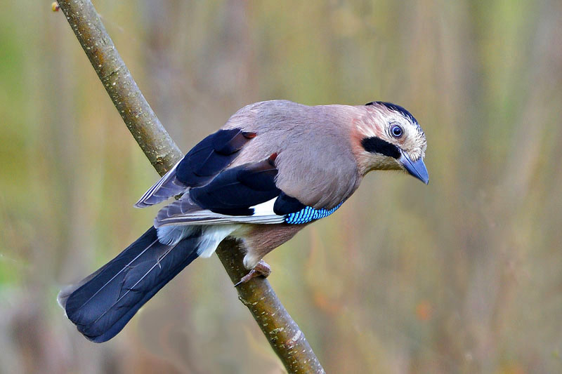Eurasian Jay