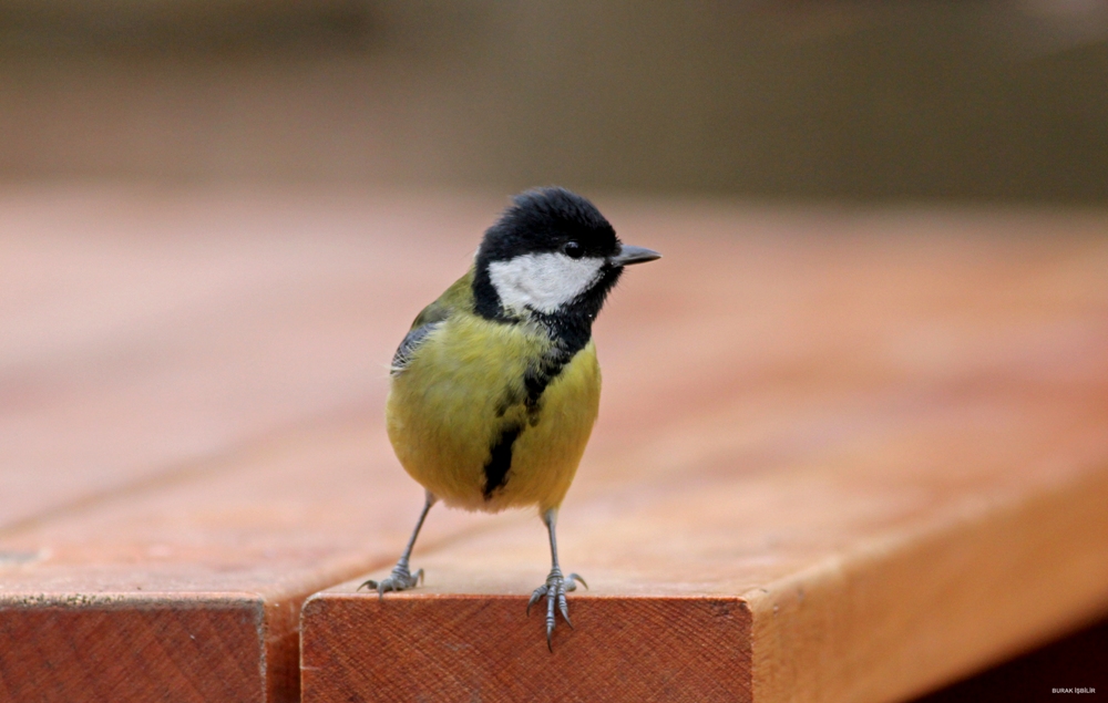 Great Tit