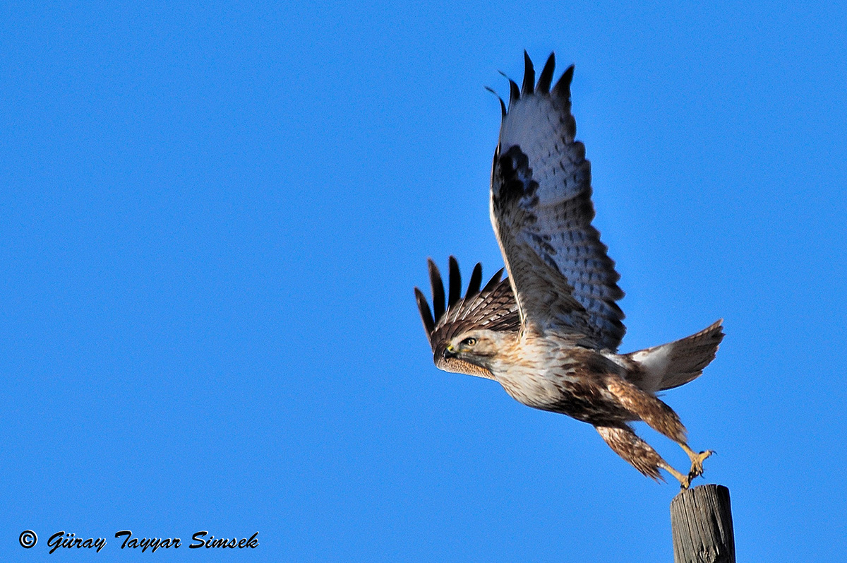 Long-legged Buzzard