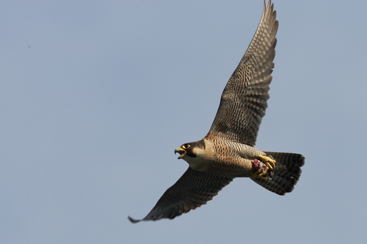 Peregrine Falcon
