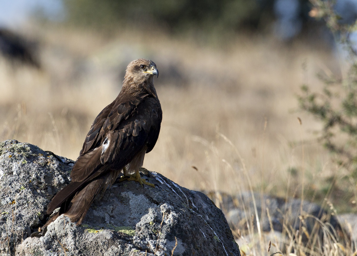 Black Kite