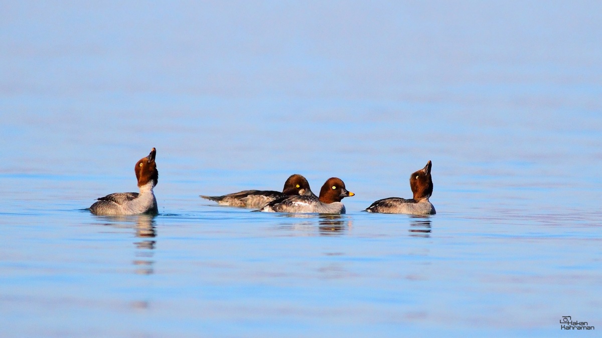 Common Goldeneye