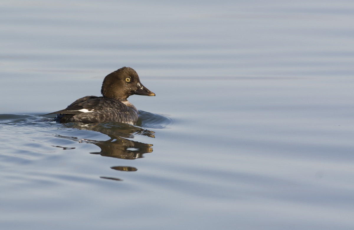 Common Goldeneye