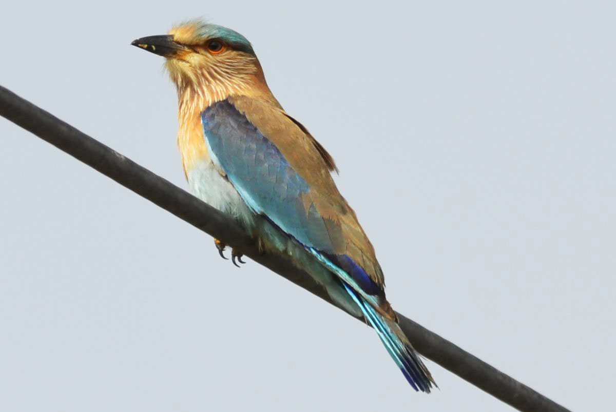 Indian Roller