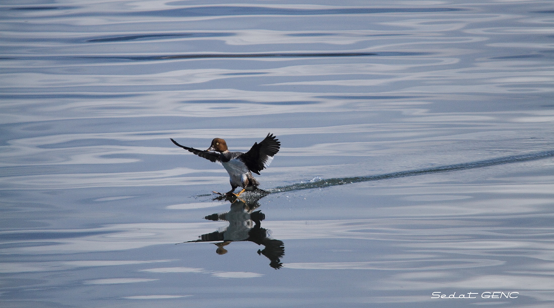 Common Goldeneye
