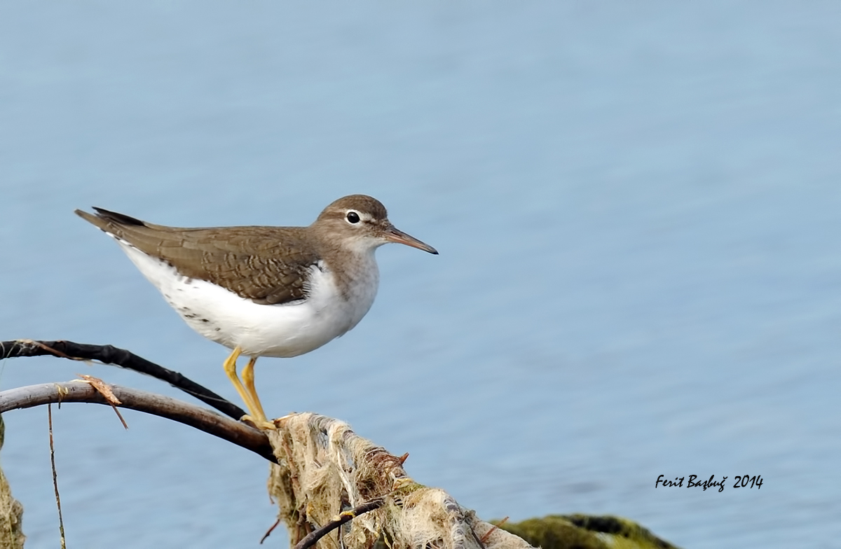 Spotted Sandpiper