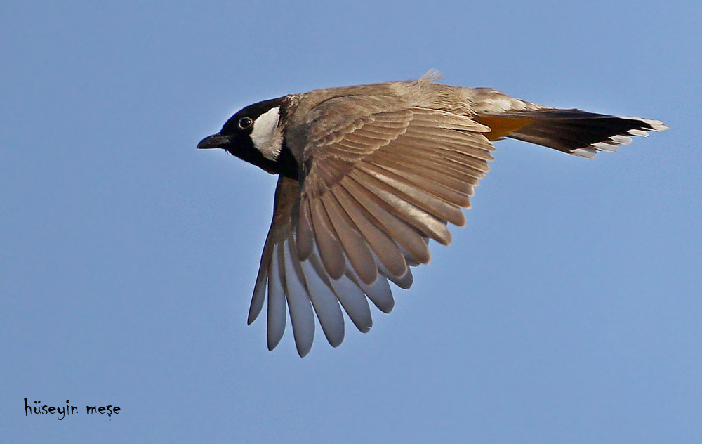 White-eared Bulbul