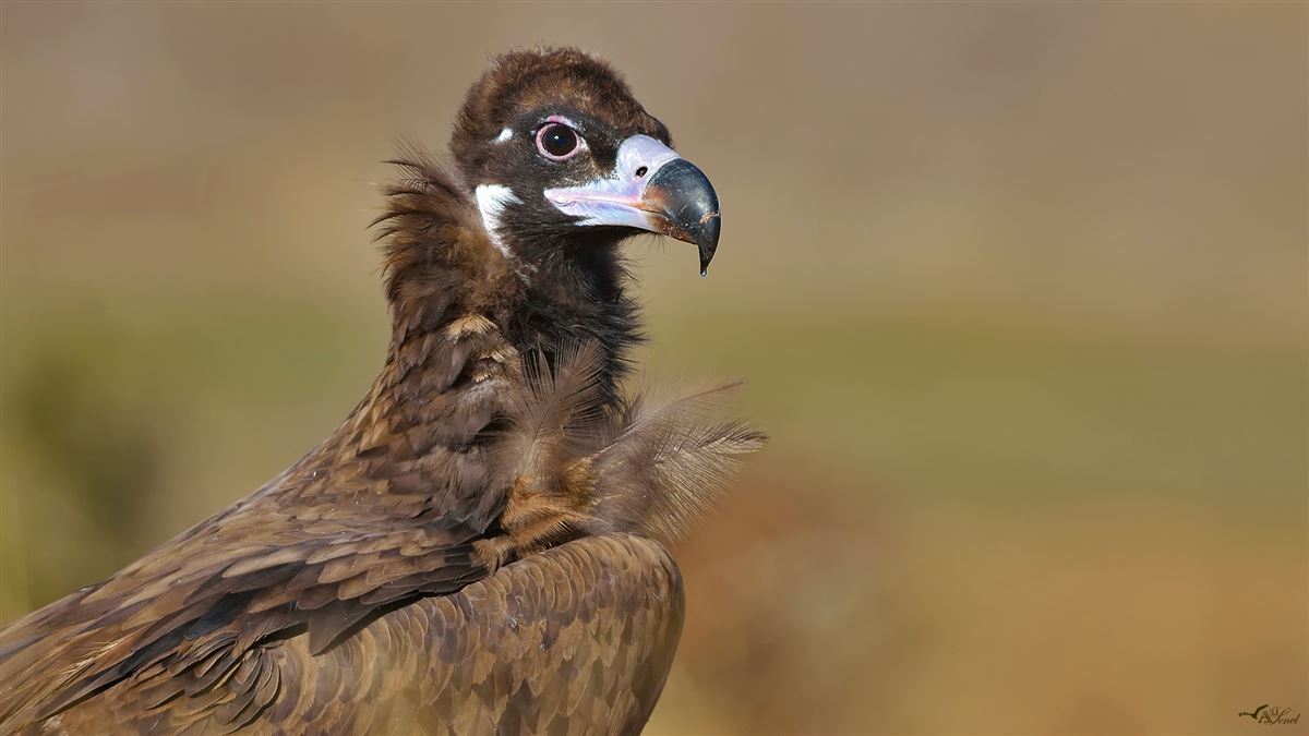 Kara Akbaba