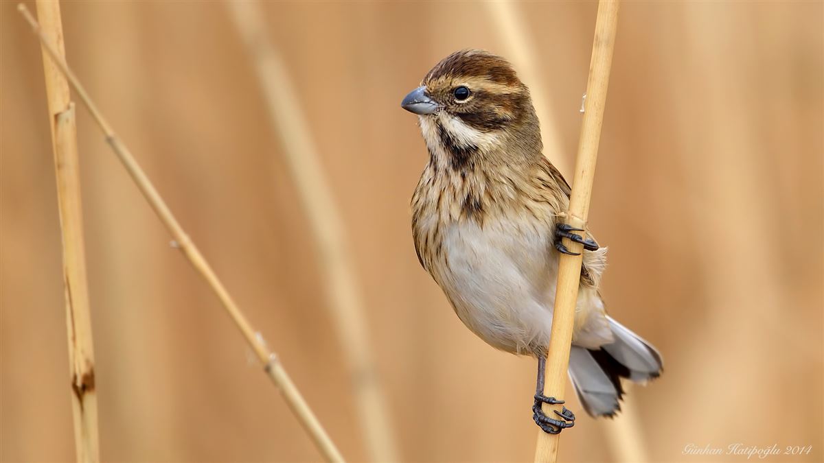 Common Reed Bunting