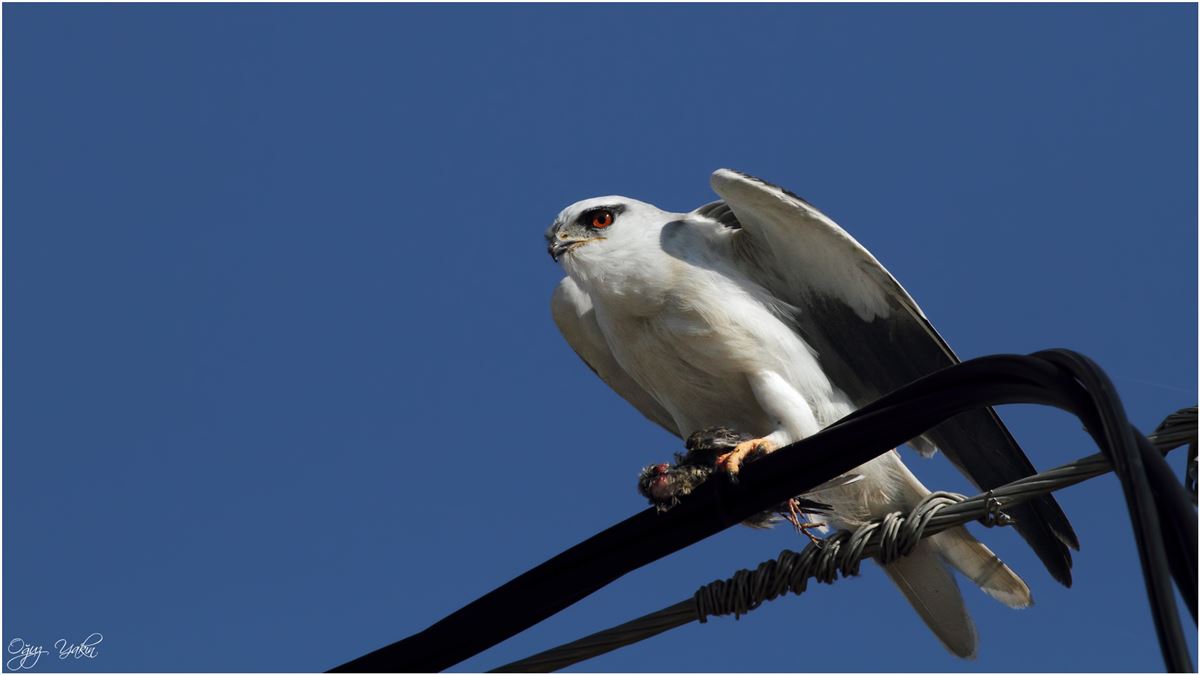 Black-winged Kite
