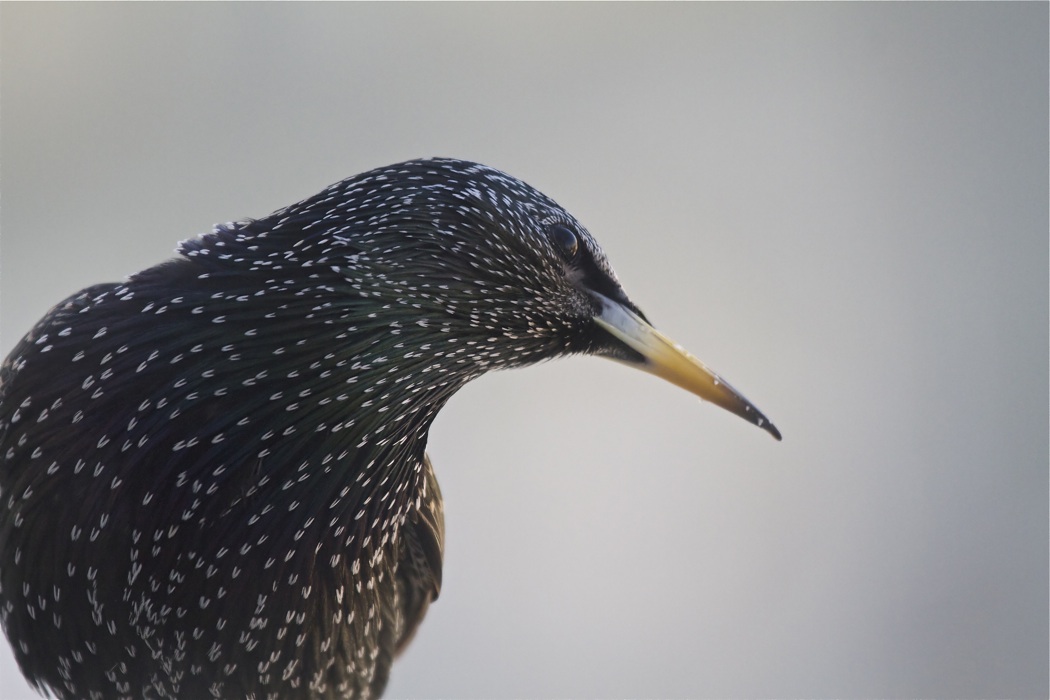 Common Starling