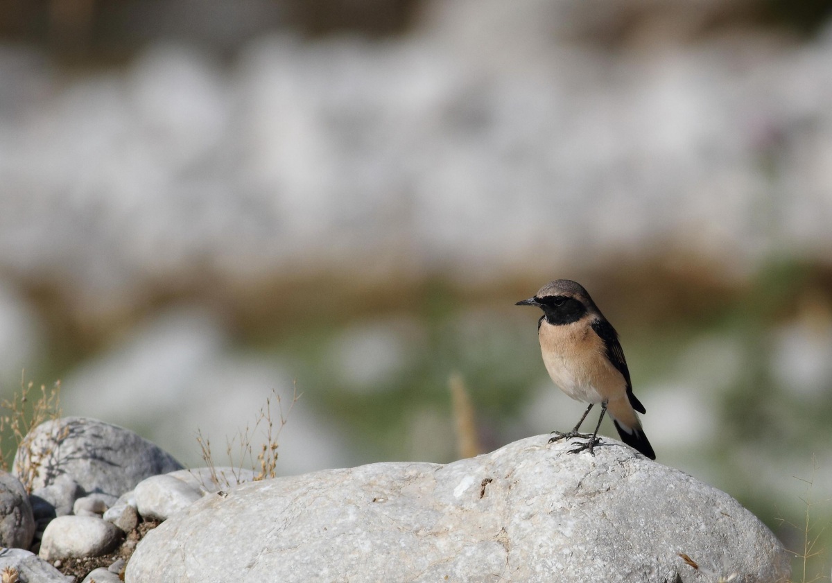 Black-eared Wheatear
