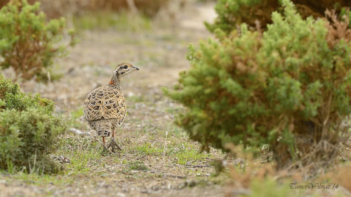 Black Francolin