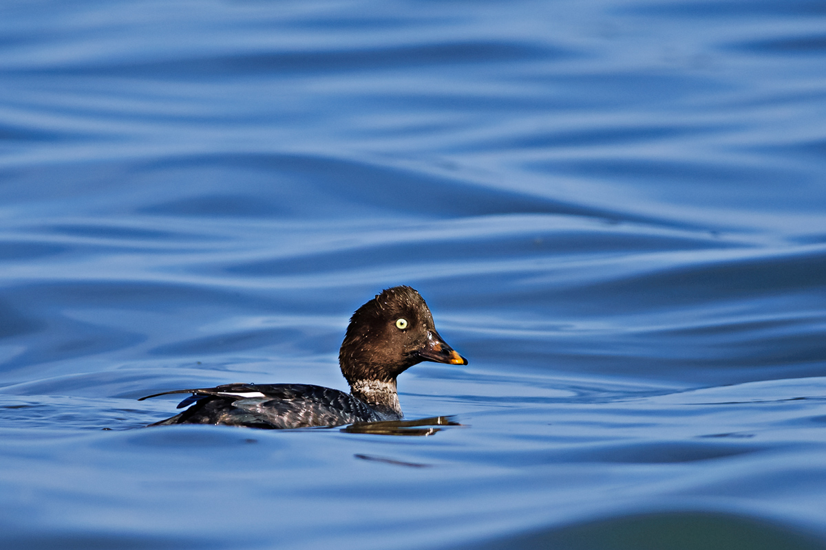 Common Goldeneye