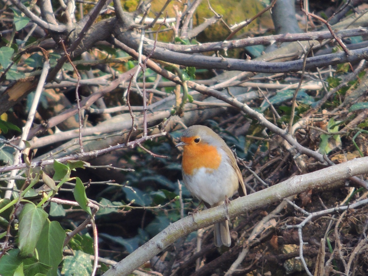 European Robin