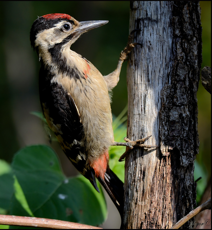 Syrian Woodpecker