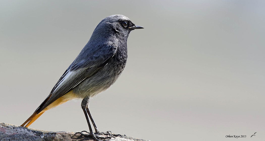 Black Redstart