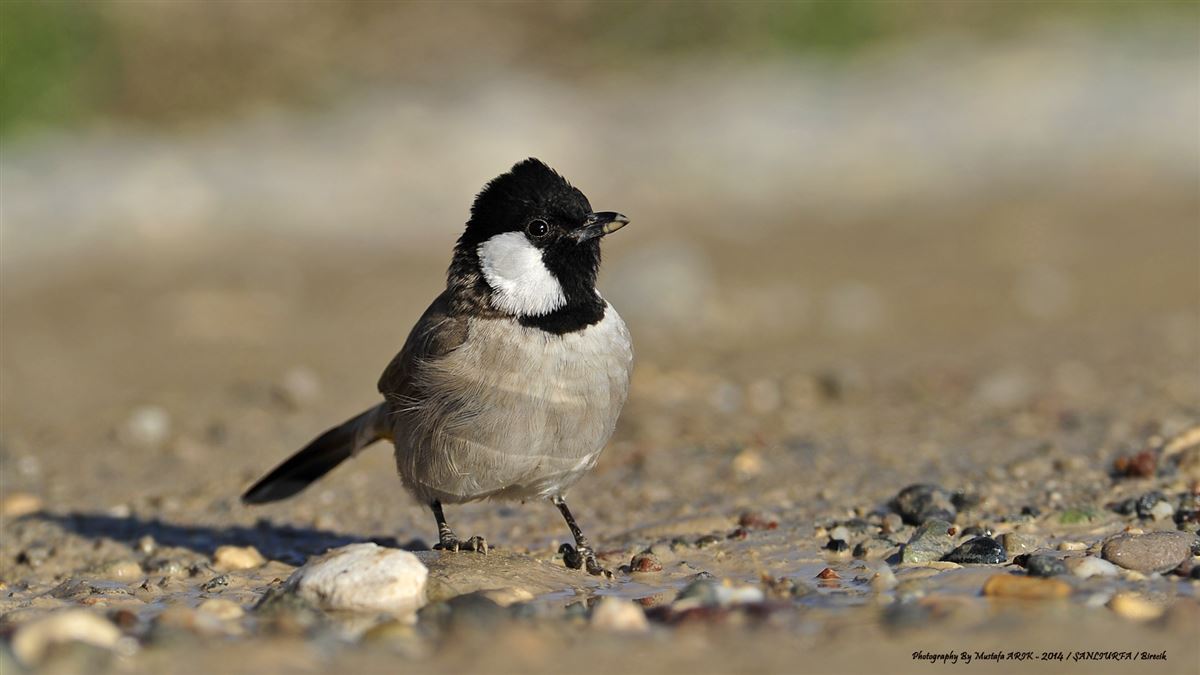 White-eared Bulbul